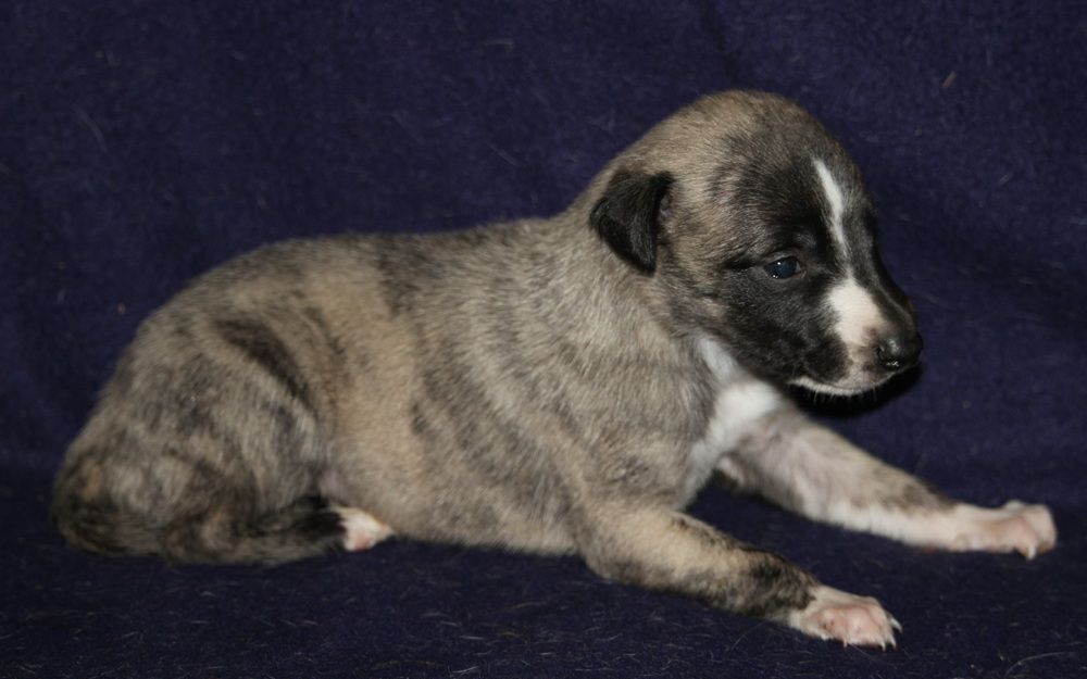 De Tetiaroa - Chiots disponibles - Whippet