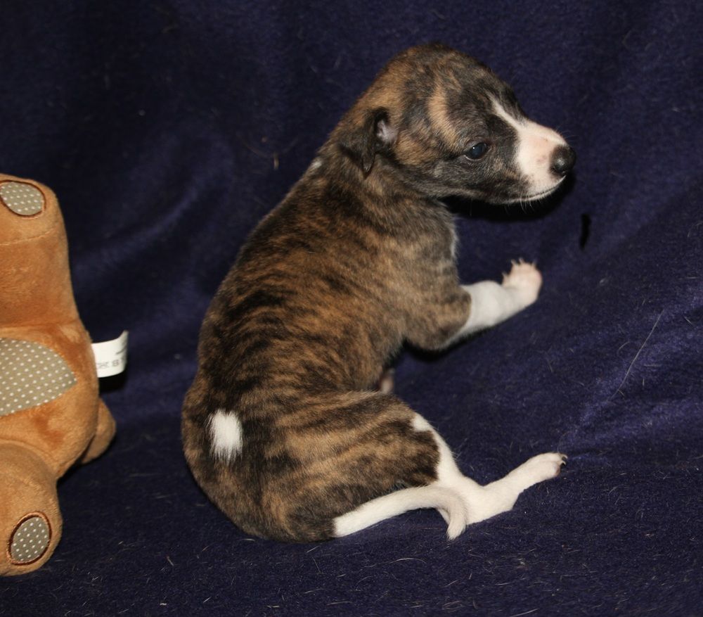 De Tetiaroa - Chiots disponibles - Whippet