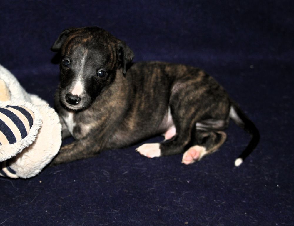 De Tetiaroa - Chiots disponibles - Whippet