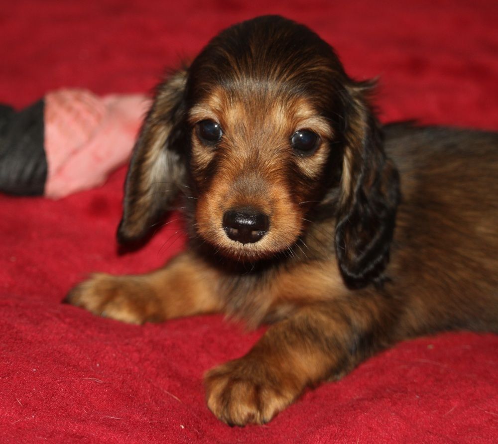 De Tetiaroa - Chiots disponibles - Teckel poil long