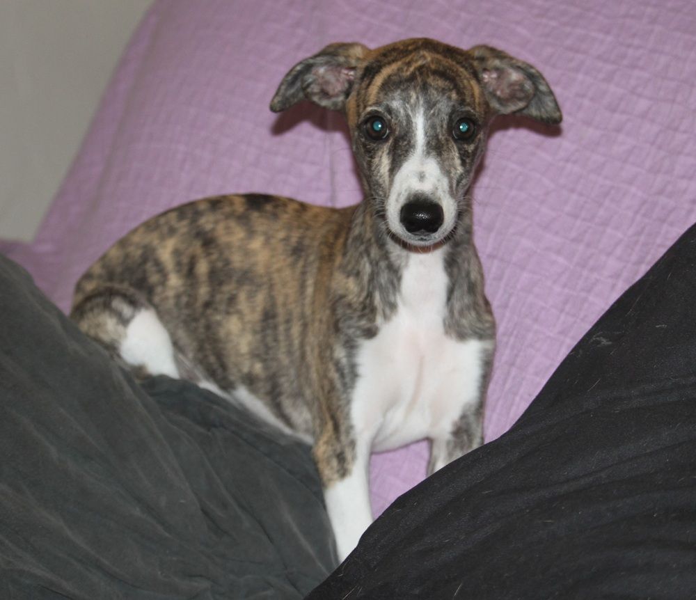 De Tetiaroa - Chiots disponibles - Whippet