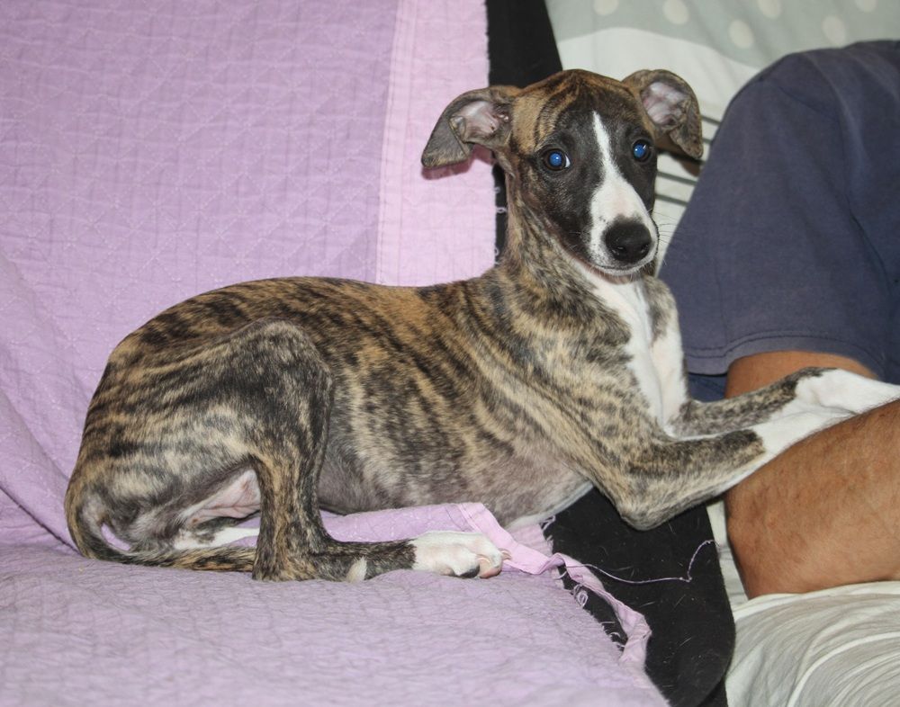 De Tetiaroa - Chiots disponibles - Whippet