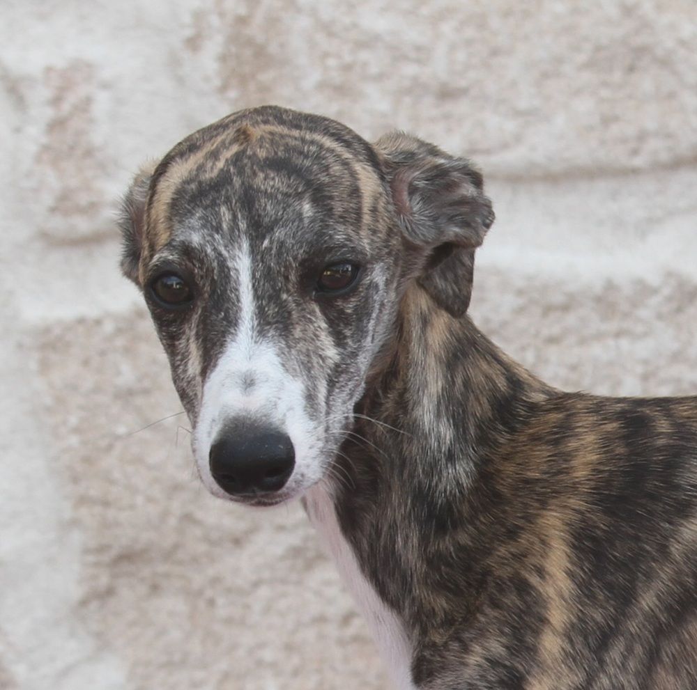 De Tetiaroa - Chiots disponibles - Whippet