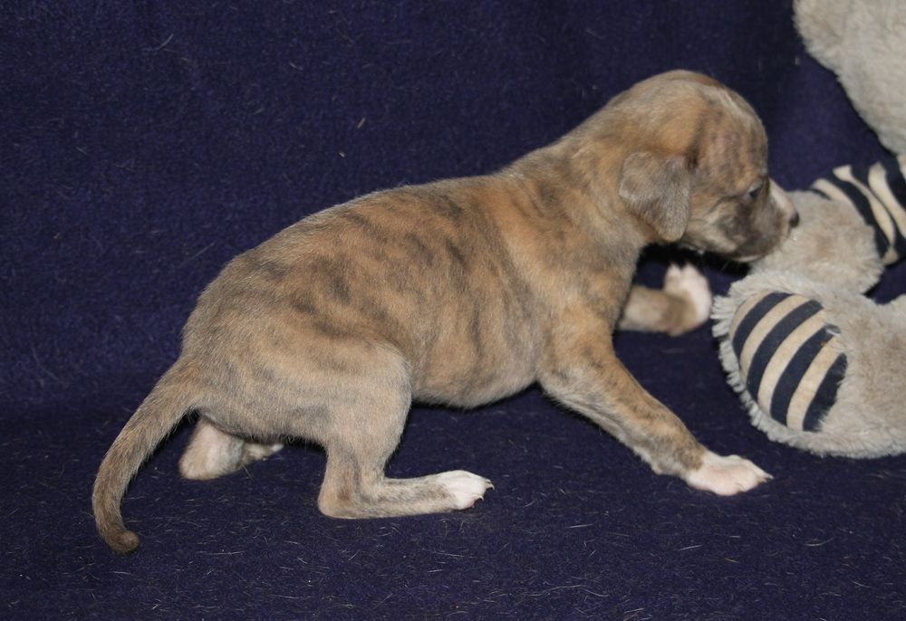 De Tetiaroa - Chiots disponibles - Whippet